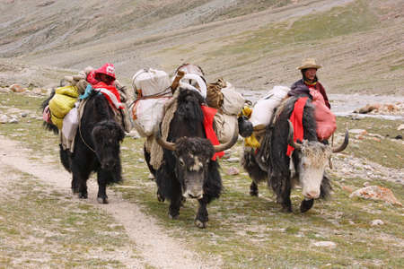 Yak drover Kailash mount Koraのeditorial素材