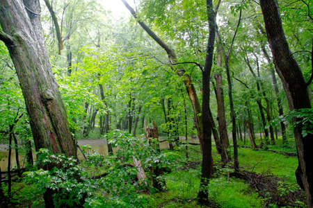 Path through temperate rain forest. Atlantic, Quebec, Ville Laurainne
