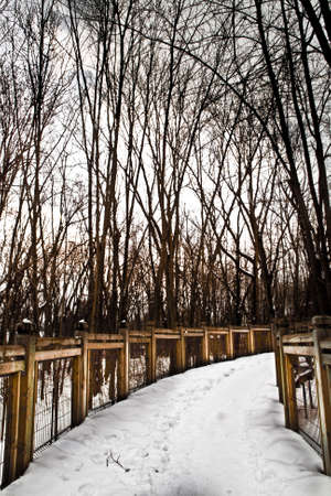 Winter road to wood.の写真素材