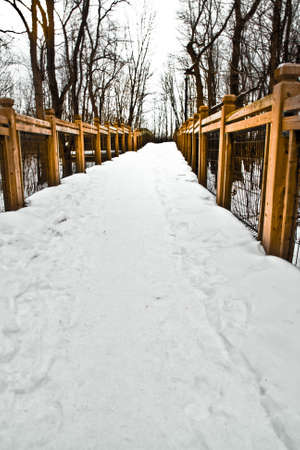 Winter road to wood.の写真素材