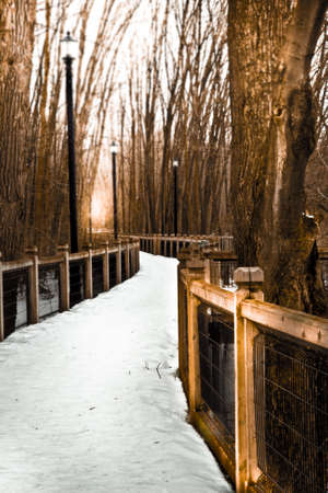 Winter road to wood.の写真素材