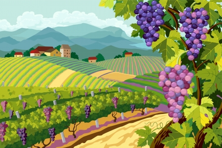 Rural landscape with vineyard and grapes bunchesのイラスト素材