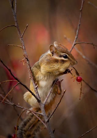 A cute chipmunk perched on a branch is stuffing its cheeks with red wild berriesの写真素材