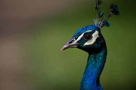 A proud peacock is trying to look good despite the fact he lost quite a few feathers in past battlesの写真素材