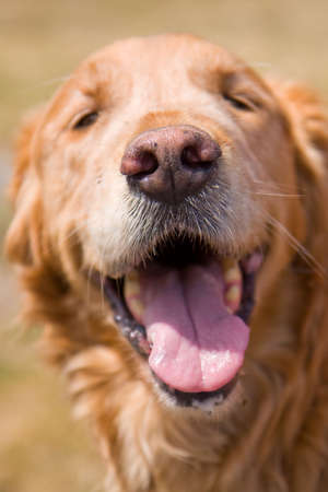 A faithful Golden Retriever is joyfully welcoming the camera on a bright sunny day.の写真素材