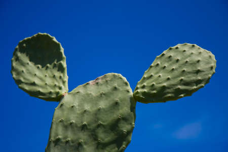 A green cactus on a perfect blue sky, Oahu, Hawaiiの写真素材