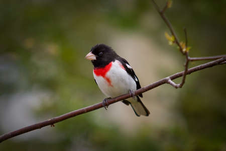 A stunning Rose-Breasted Grosbeak on a branchの写真素材