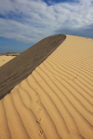 An unknown bird climbed a round shaped sand dune , leaving behind a clear trace of its hike. Vietnam.の写真素材