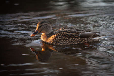 A female mallard duck sees her reflection in the water. St-Charles River, Quebec, Canada.の写真素材