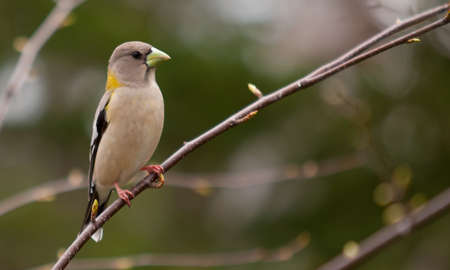A beautiful Female Evening Grosbeak - Coccothraustes vespertinus - perched on a branch, Quebec, Canadaの写真素材