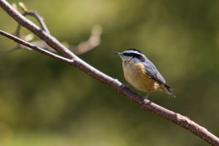 A Red-breasted Nuthatch -Sitta canadensis - perched on a branch, Quebec, Canadaの写真素材