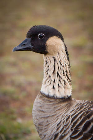 A closeup of an Endangered Hawaiin Goose called Nene -Branta sandvicensis - Haleakala Volcano National Parc - Maui Hawaii.の写真素材