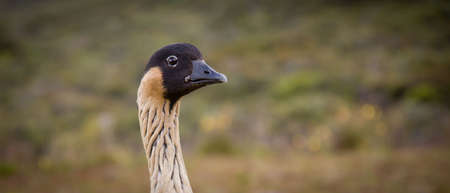 A closeup of an Endangered Hawaiin Goose called Nene -Branta sandvicensis - Haleakala Volcano National Parc - Maui Hawaii.の写真素材