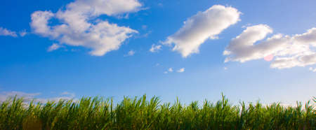 Blue sky with some clouds over a Sugar Cane field -Maui, Hawaiiの写真素材