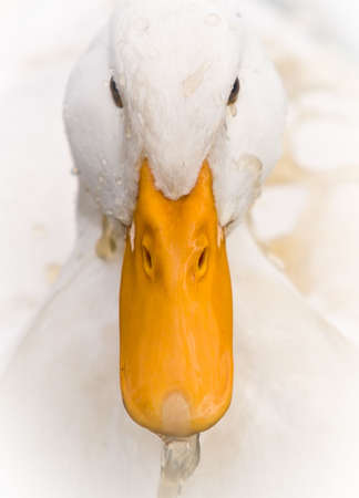 A Domestic White Duck splashed Dirty Water on its head - Close-up portrait.の写真素材