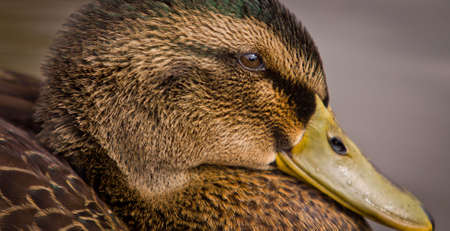 A Female Mallard duck - Anas platyrhynchos - portrait.  Horizontal profile close-upの写真素材
