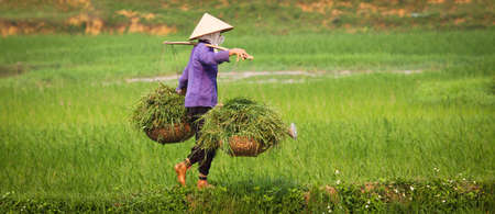A vietnamese woman is at work in a ricefield, keeping balance while carrying heavy load.の写真素材