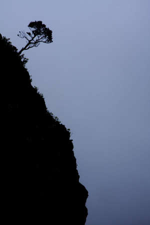 A single tree is growing on the steep hillside of the Haleakala Volcano Crater. Maui, Hawaii.の写真素材