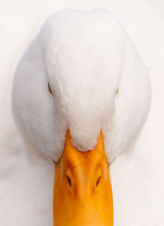 Close-up hi-key portrait of a domestic white duck staring at the camera. Quebec, Canada.の写真素材