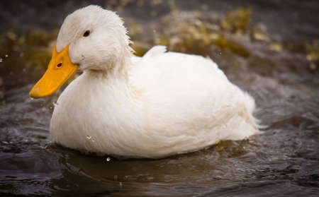 A domestic white duck  - Pekin Duck - is splashing dirty water.の写真素材
