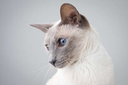 Blue Point Siamese Cat posing on gray background - Profile Portraitの写真素材