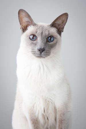 Blue Point Siamese Cat posing on gray background - Portraitの写真素材