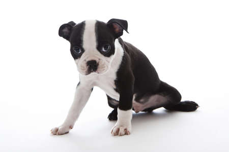 Male baby Boston Terrier on white, horizontal.の写真素材