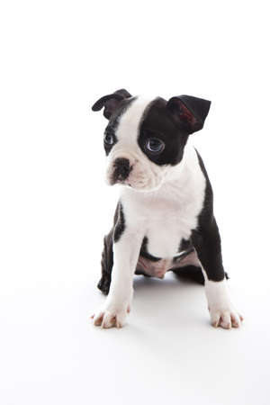 Male baby Boston Terrier on white, vertical.の写真素材