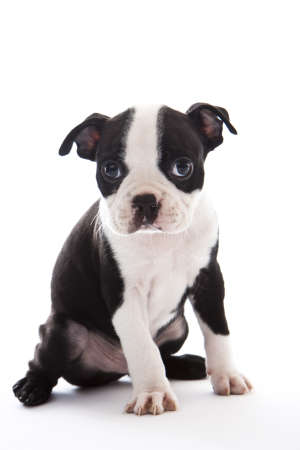 Male baby Boston Terrier on white, vertical.の写真素材