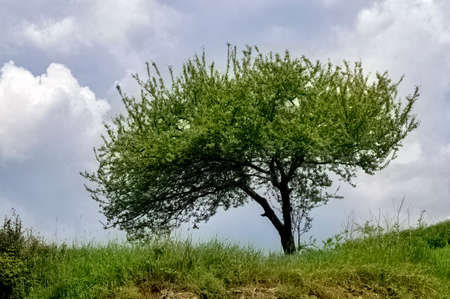 A lone tree under a blue sky. A tree growing on a hill in the area of the located near Zvornik in...