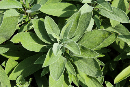Fresh sage on the garden ( Salvia officinalis)の写真素材