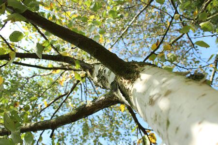 Birch branches with green leaves on blue sky backgroundの写真素材