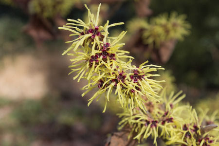 Blooming Hamamelis virginianaの写真素材