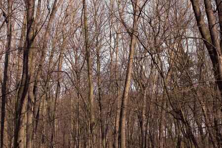 Trees without leavesの写真素材