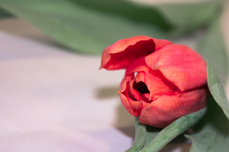 Red tulip with leavesの写真素材