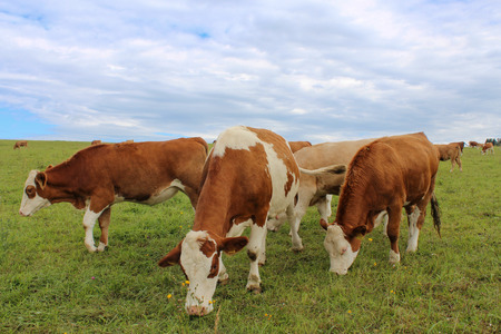 Feeding cows  on summer pastureの写真素材