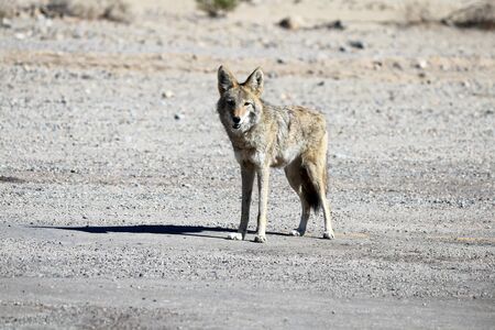 Lone desert coyote looking directly at camera