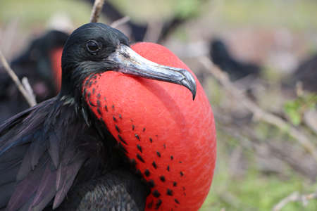 Frigate bird in the Galapagos Islands are a family of seabirdsの写真素材