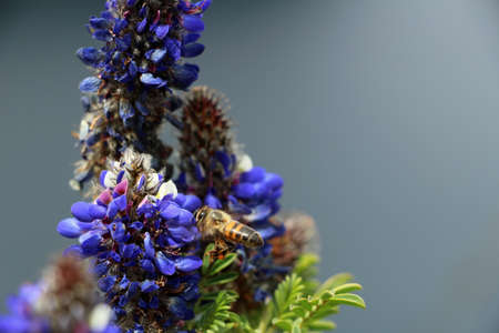 Bee collects pollen from a flower in Ecuadorの写真素材