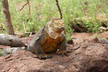 large iguana in the Galapagos Islands wildlifeの写真素材