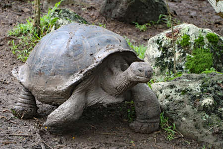 Turtle in the Galapagos Islands