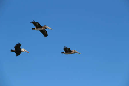 Three Pelicans in flight in the sky. Its on a wonderful Summerday in the Usa.の写真素材