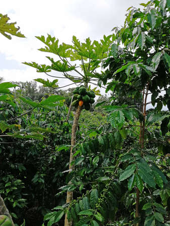 Papaya and coffee in Hawaiiの写真素材