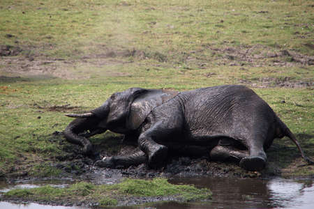 Elephant in Chobe National Park is rolling in the mudの写真素材