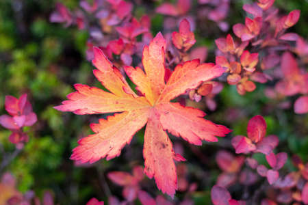 beautiful plant in autumnal colors in Iceland