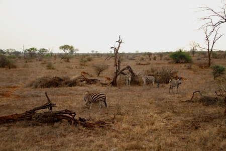 Zebras and antelopes in the National Park in South Africa natureの写真素材