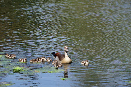 Duck family on a lake in Durban South Africa wildlife
