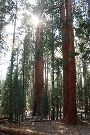 Sequoia National Park sequoia trees