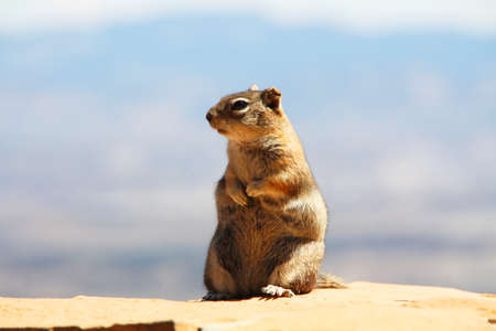 Squirrel in Bryce Canyon USA Travel Destination