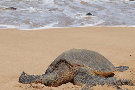 Sea turtle on the beach of Hawaii wildlife